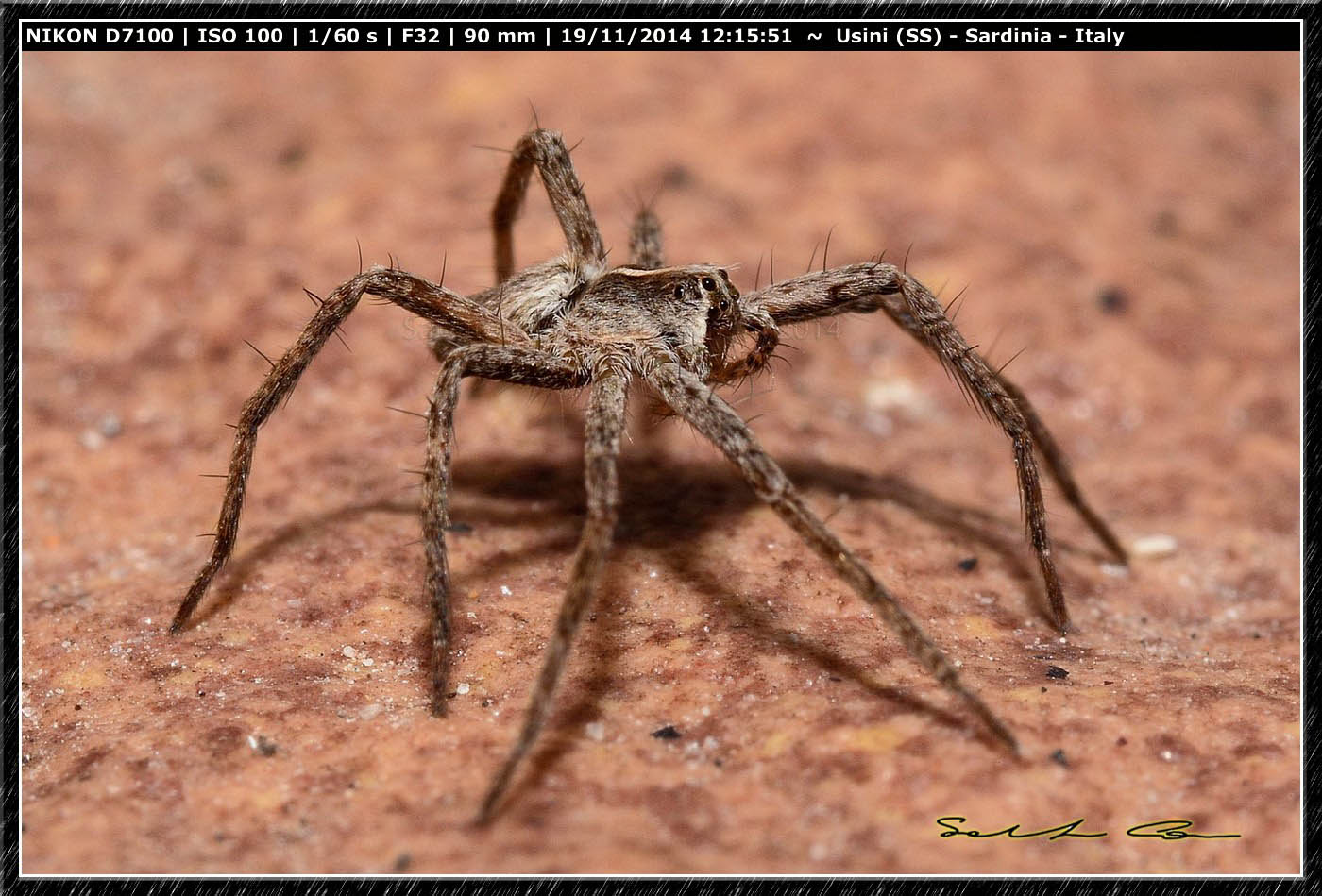 Pisaura sp. - Usini (SS)